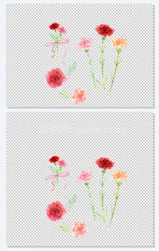 康乃馨插画