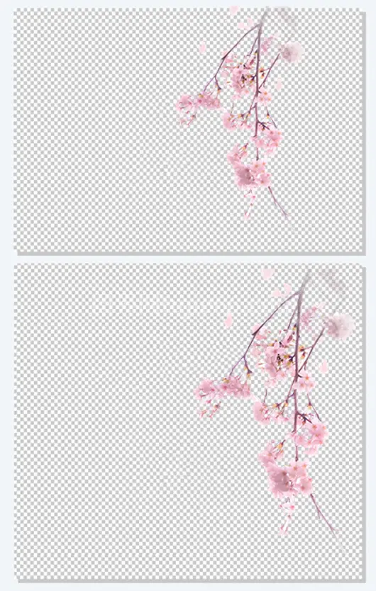 唯美中国古风水彩插画樱花
