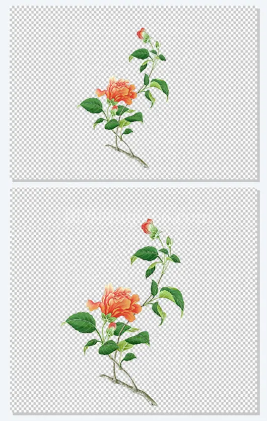 一枝红色山茶花工笔插画免抠