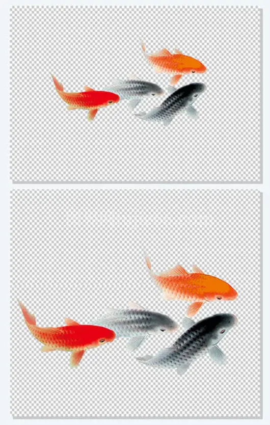 中国风,古风,金鱼,锦鲤,红鲤,黑鱼,观赏鱼
