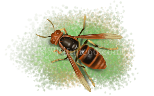 黄蜂草地休憩插画免抠元素