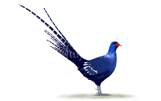 鲜艳鸟儿站枝插画免抠元素