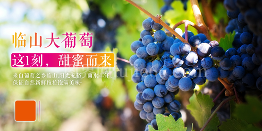 葡萄海报设计模板