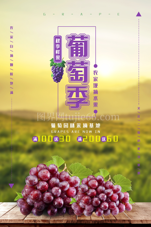 葡萄海报设计模板 