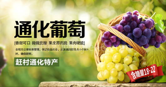 葡萄海报设计模板