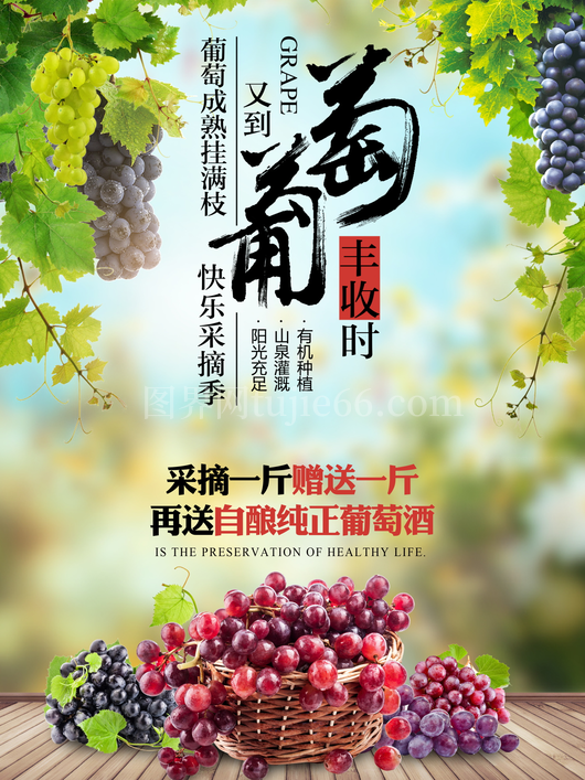葡萄海报设计模板