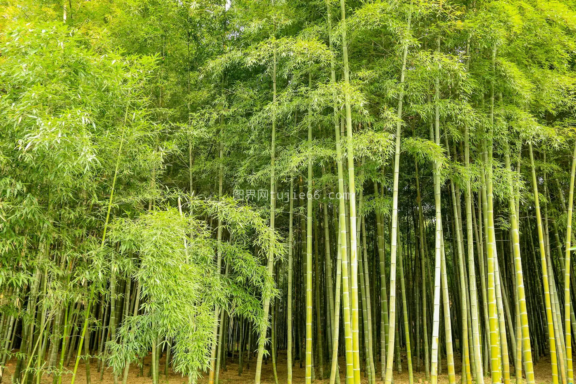 杭州竹林绿意盎然图片