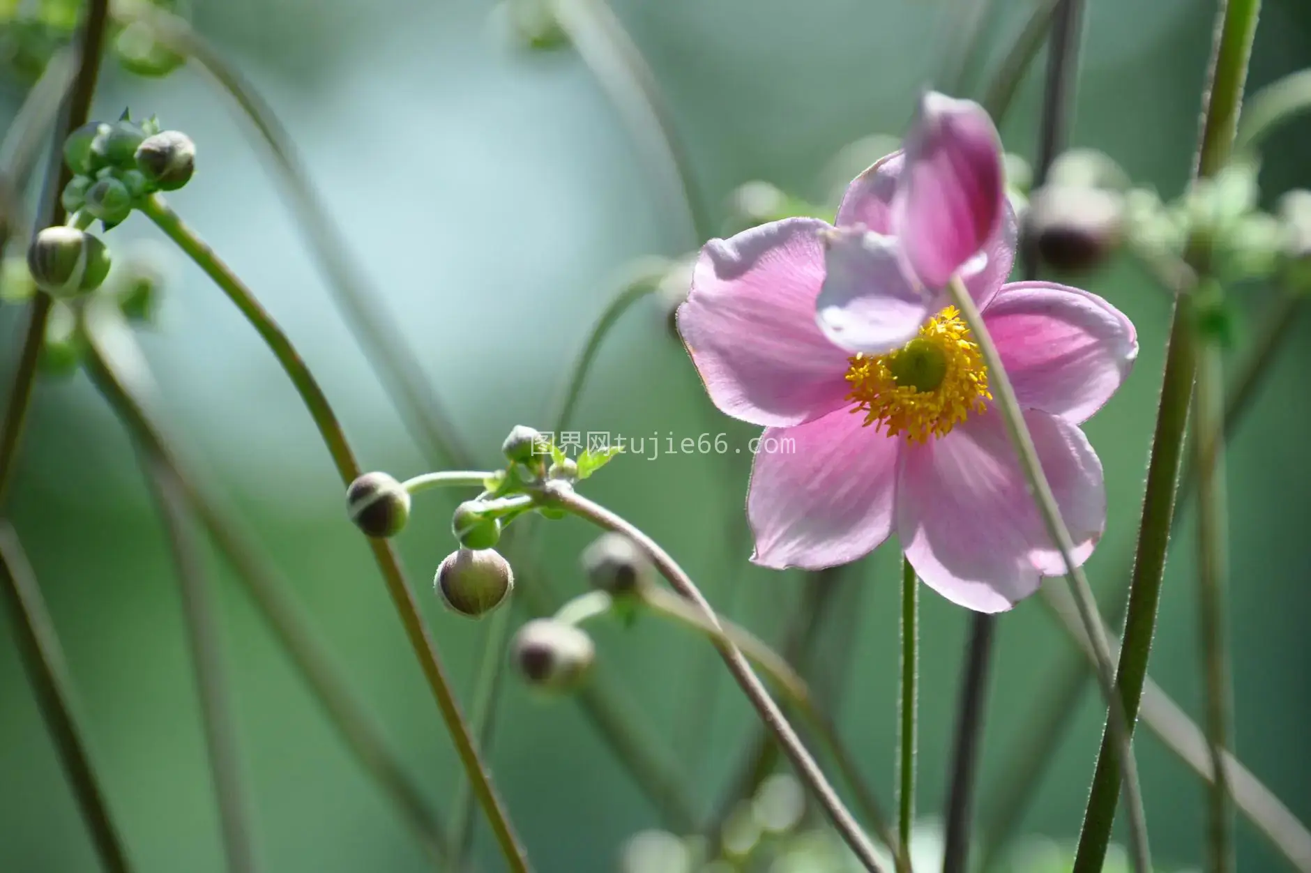 花园阳光映照粉红银莲花绿蕾图片