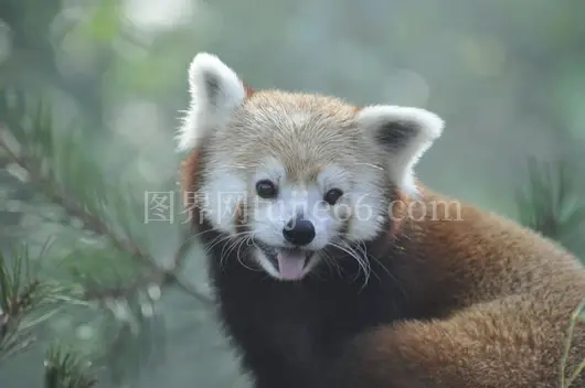 小熊猫嬉戏绿植间