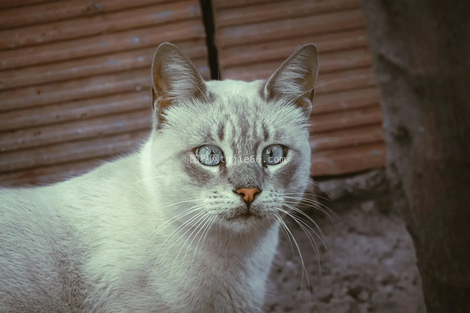 突尼斯户外灰猫特写呈现图片