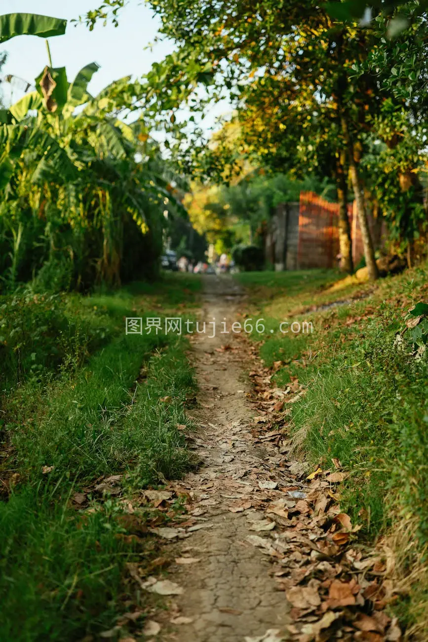 乡村夜晚绿树环绕土路景图片