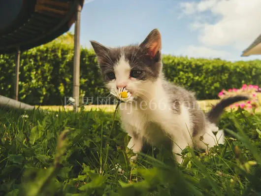 灰白小猫嗅闻白雏菊