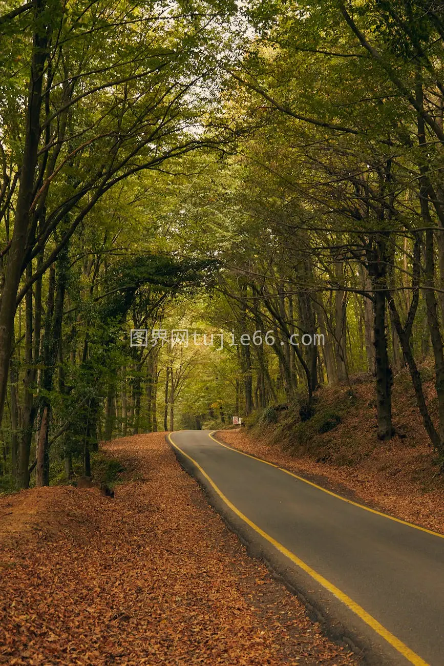 宁静秋道路树叶绚烂图片