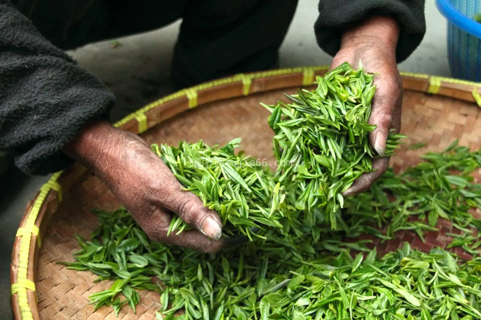 手工精选新鲜绿茶竹篮装束图片