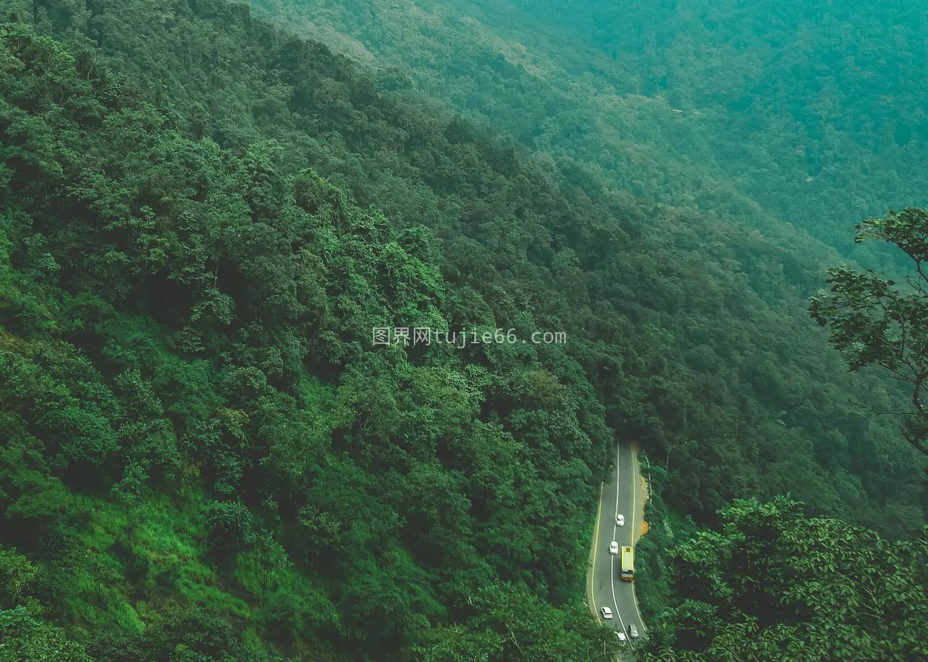 道路树木鸟瞰摄影作品图片