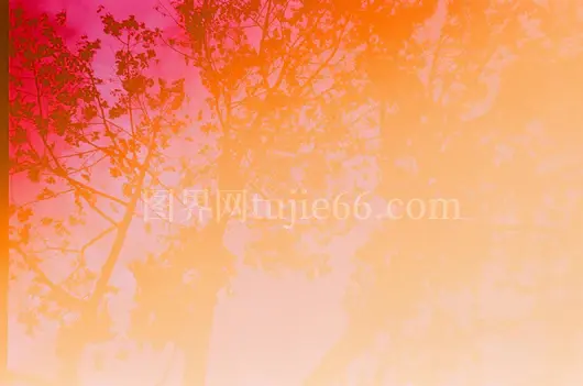 艺术视角粉橙天空树木剪影自然之美