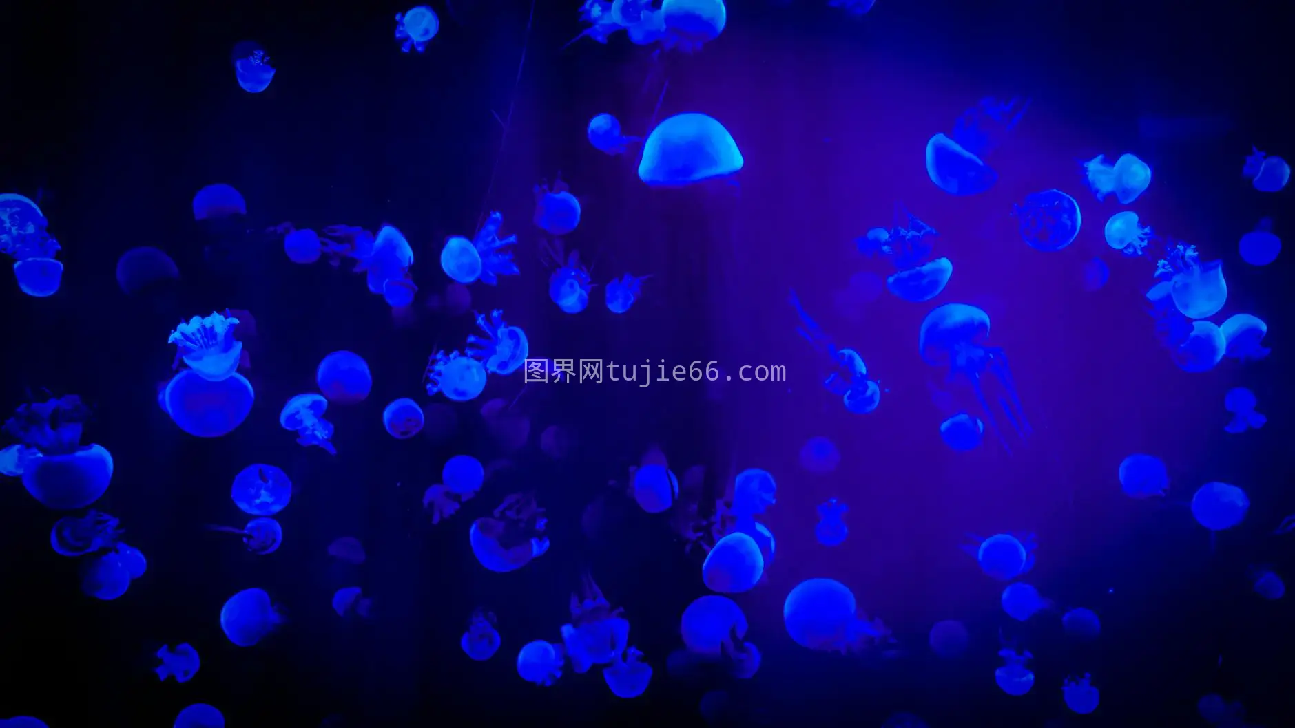 北京水族馆霓虹蓝Jellyfish海洋之美图片