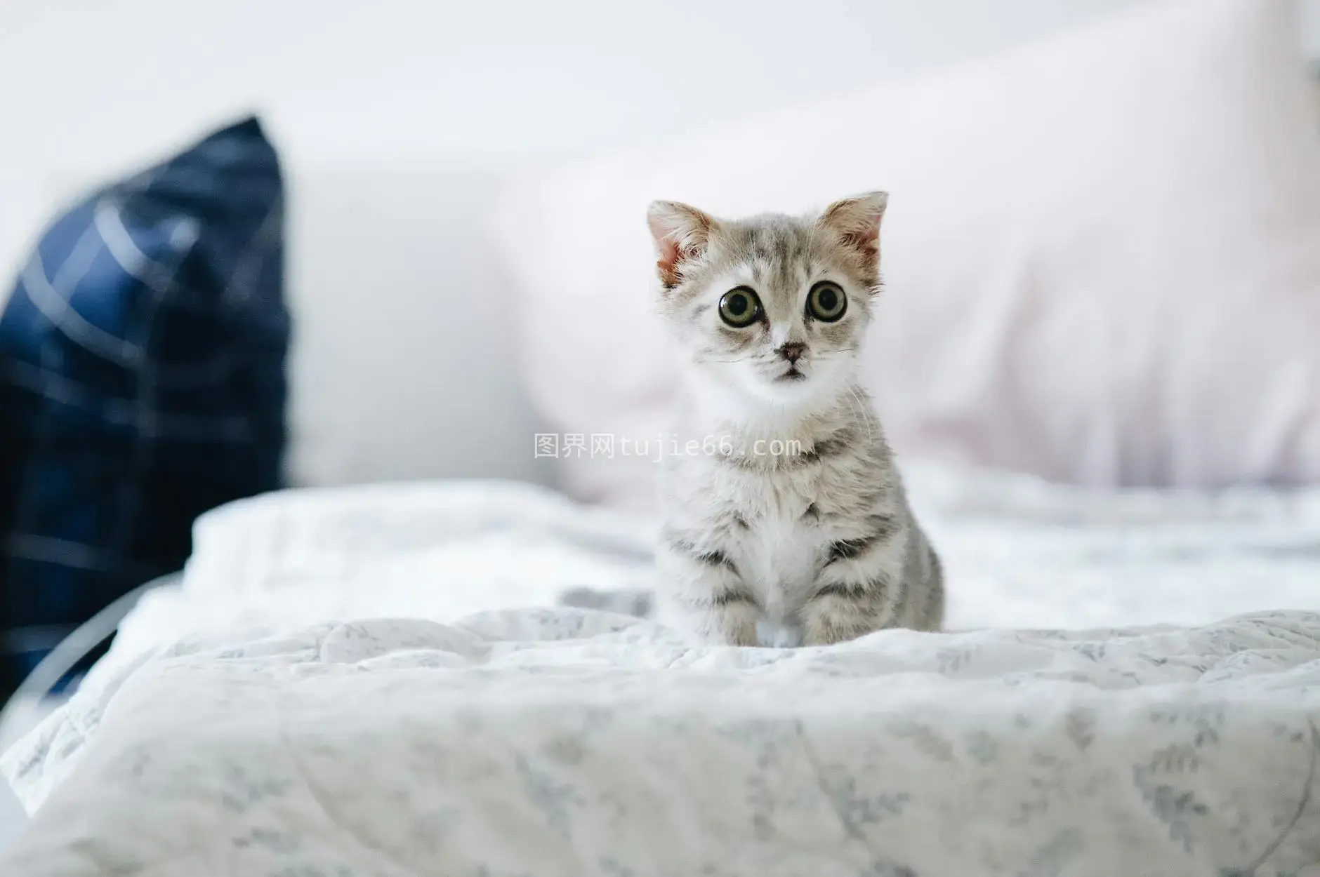 室内灰猫大眼萌态宠物迷图片