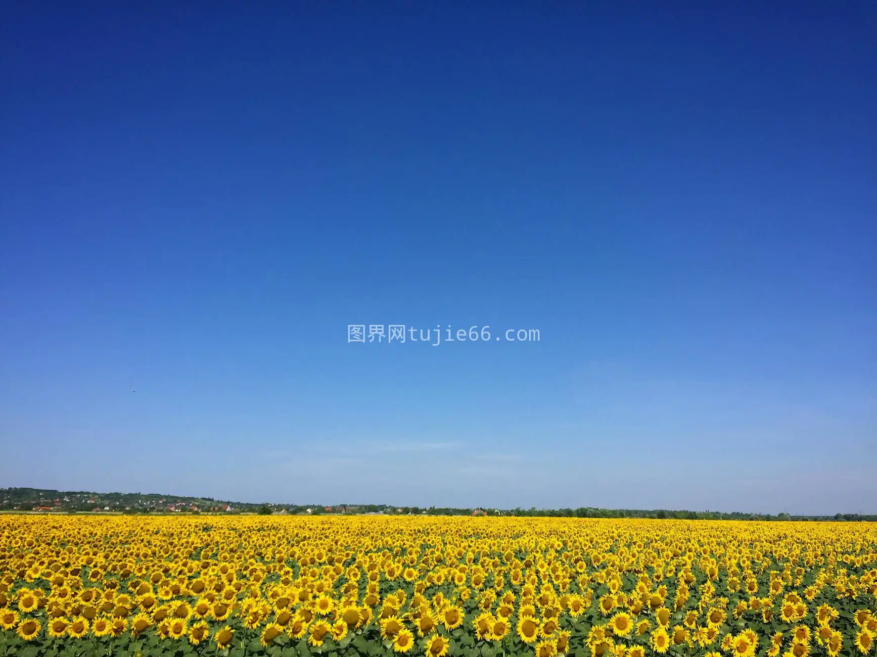 向日葵田映蓝天宁静背景图片