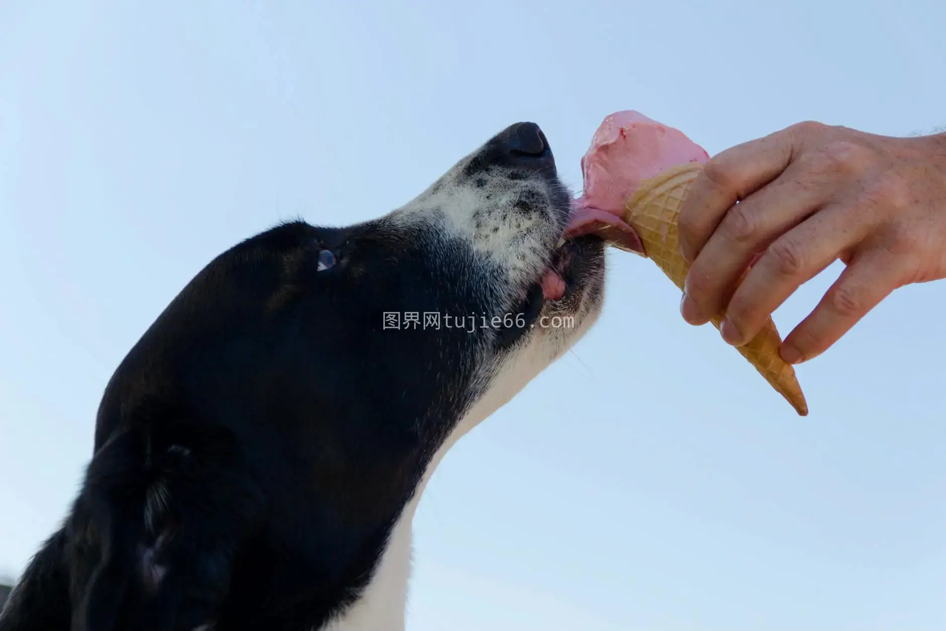 狗狗户外舔冰淇淋夏日享受图片