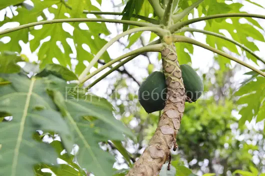 热带户外木瓜树挂果景致