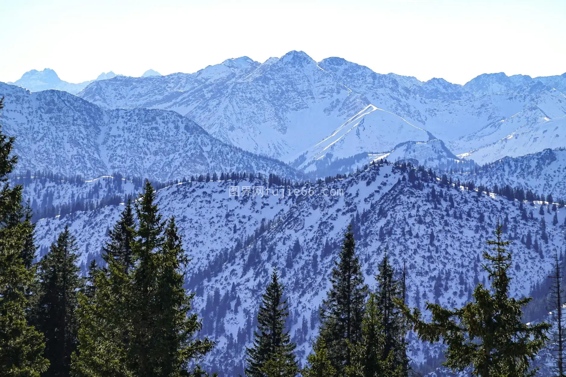 蓝天雪山常青景图片