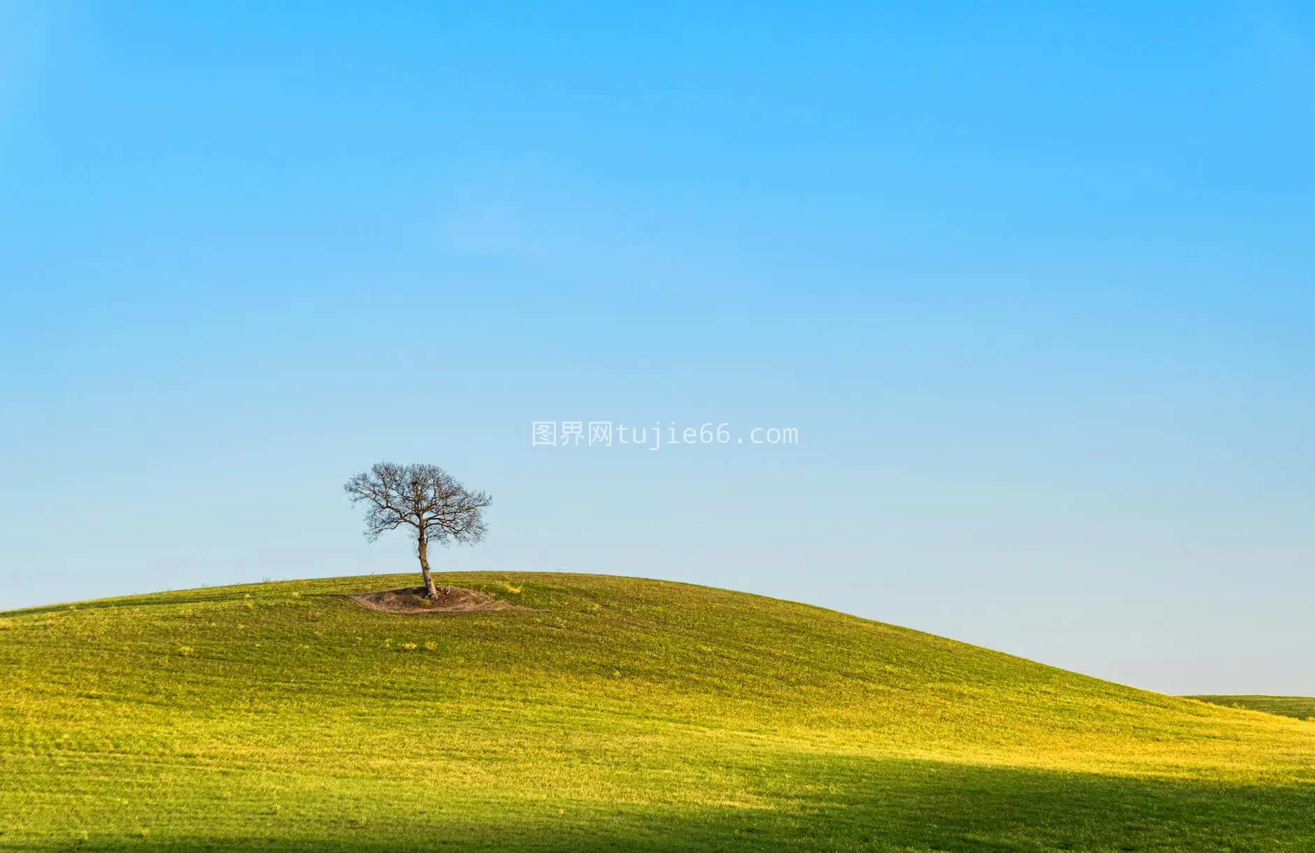 托斯卡纳孤树蓝天映山丘图片