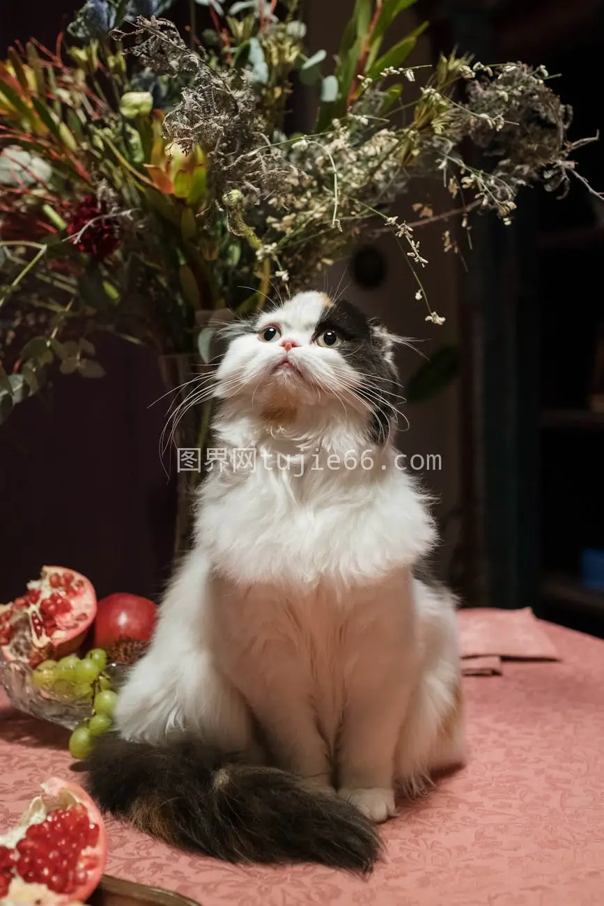 苏格兰折耳猫花果桌边萌态十足图片