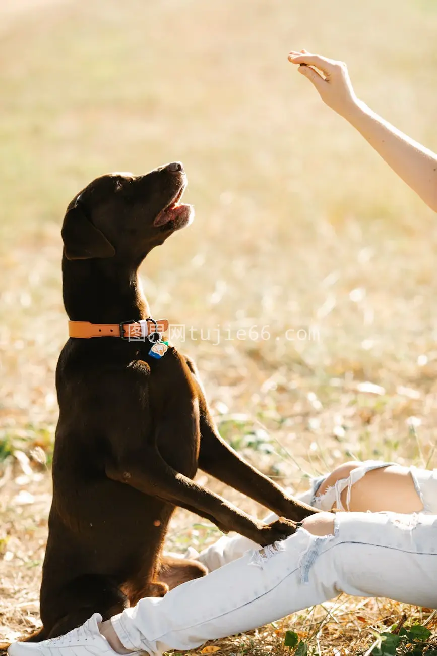 巧克力犬户外专注盼奖励图片