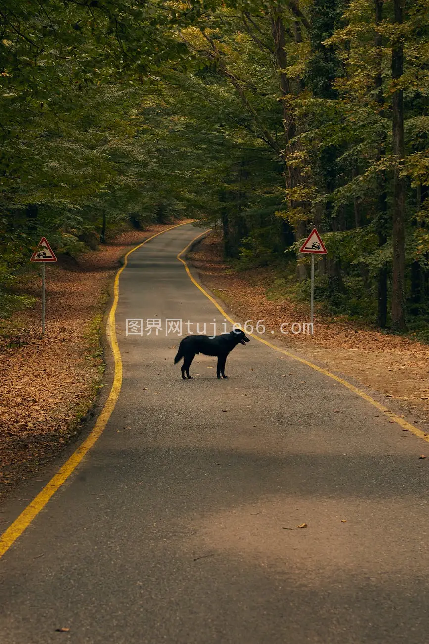 黑狗林间小路鲜艳树叶图片