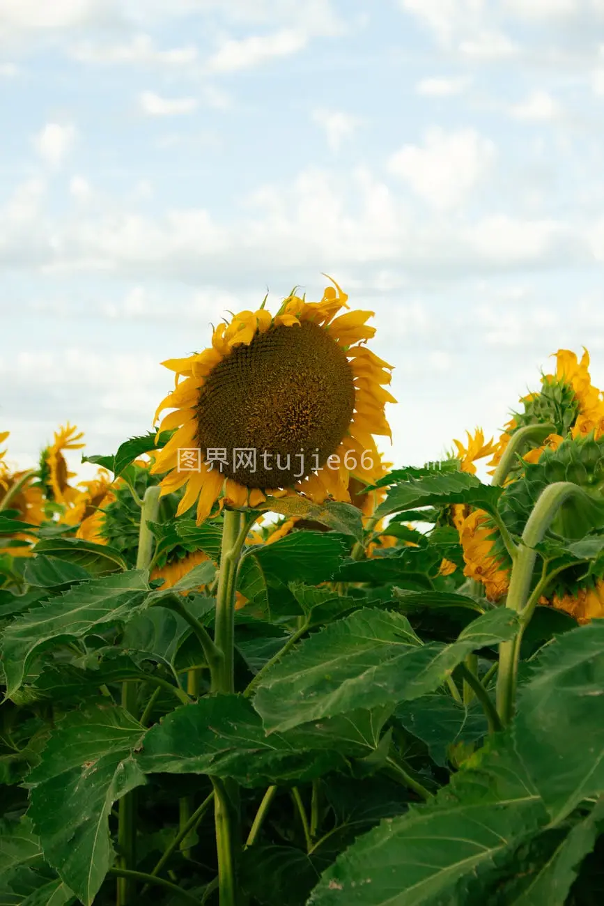 阿根廷圣达菲向日葵田蓝天景图片