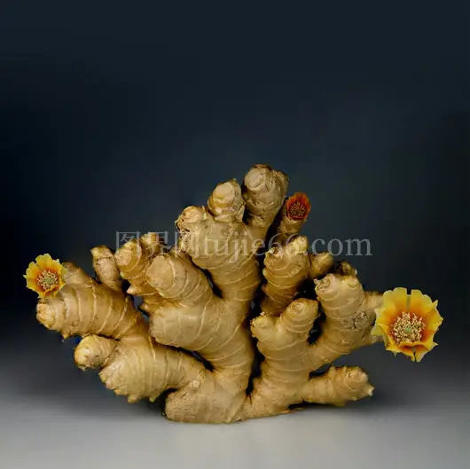 姜根绽放五彩花静态画戏剧美