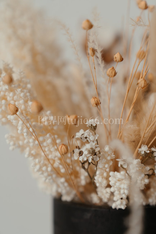 特写米白干花束