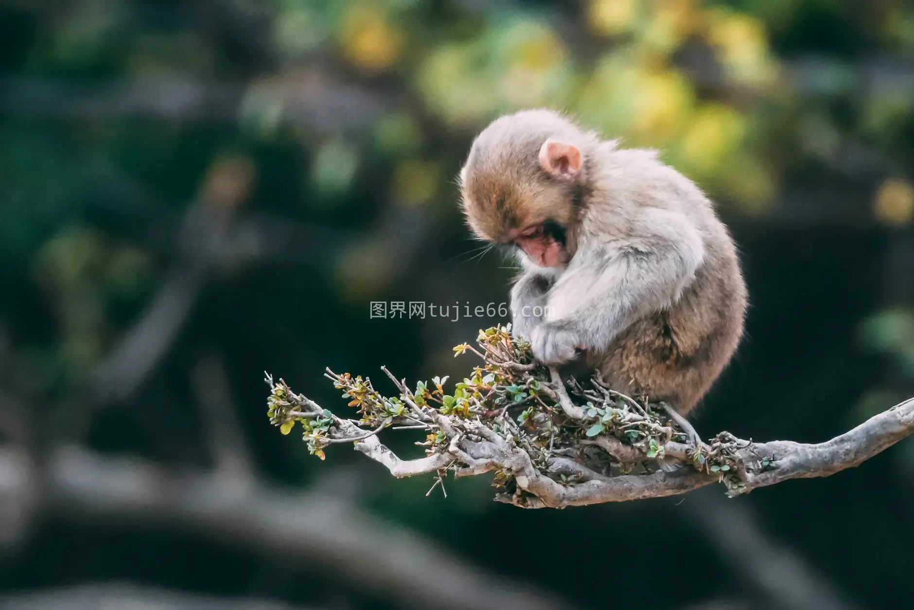 小猴树枝上悠闲自然景图片