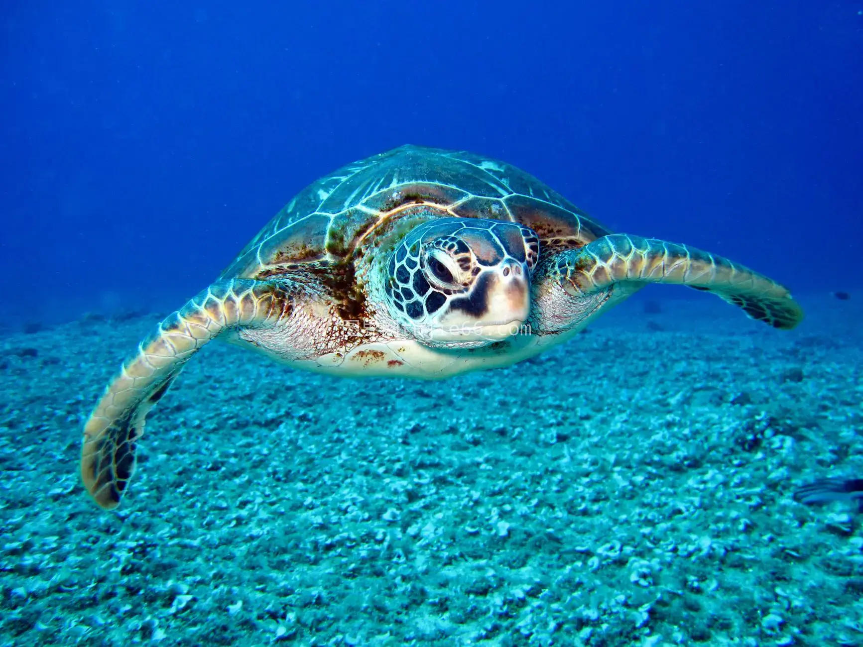 海龟优雅游海洋图片