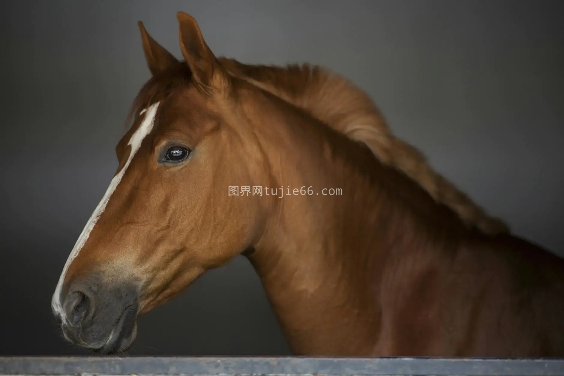 室内柔和照明下棕色马特写呈现白色火斑图片