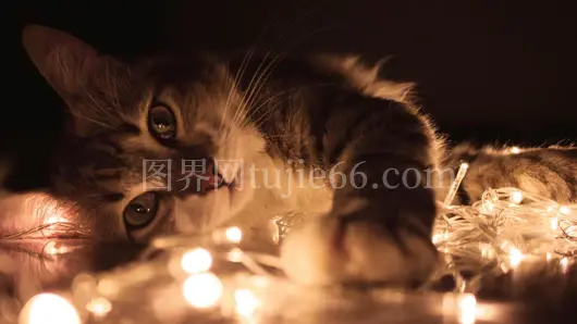 室内小猫玩灯串温馨场景