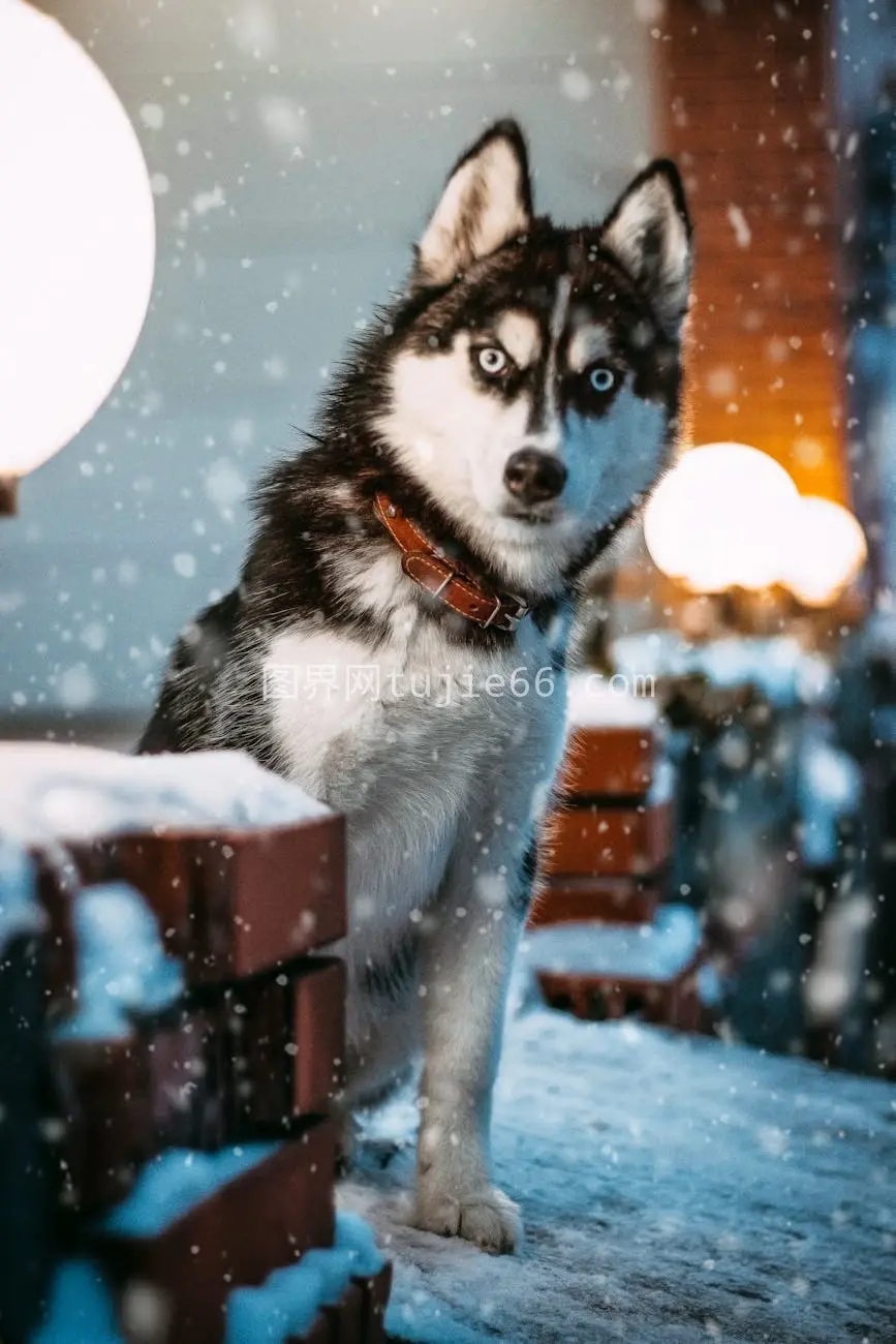 雪地黄昏雪橇犬影灯环绕图片