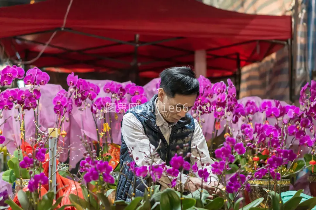 黑西装男子紫色花瓣环绕图片