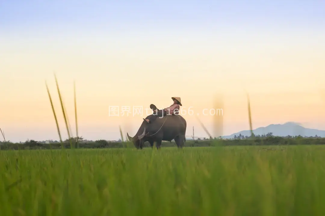 绿野骑黑牛人物景图片