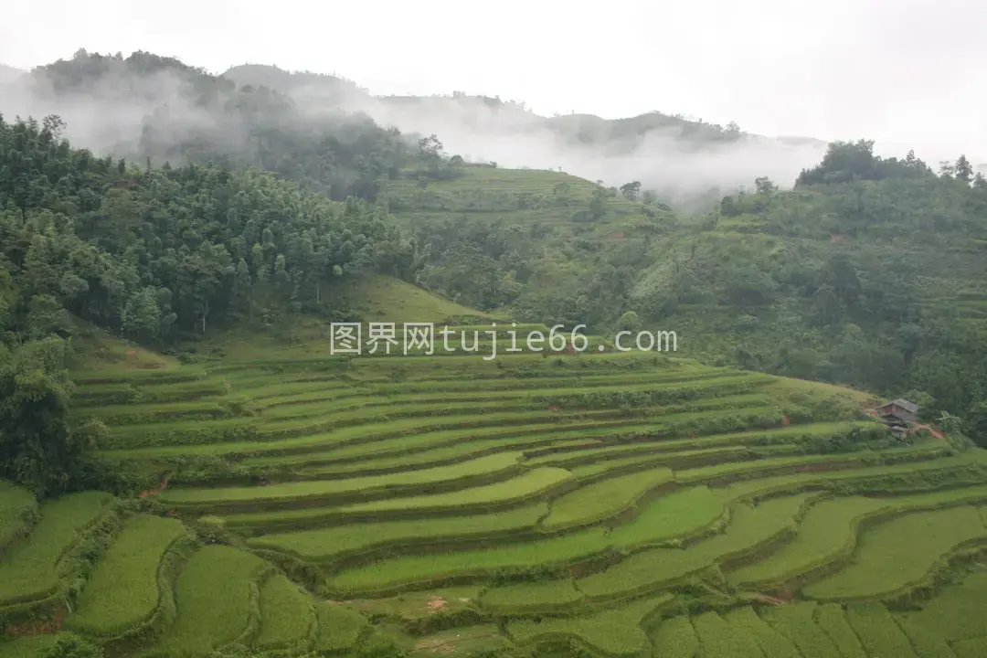 郁郁葱葱绿山丘树影婆娑图片