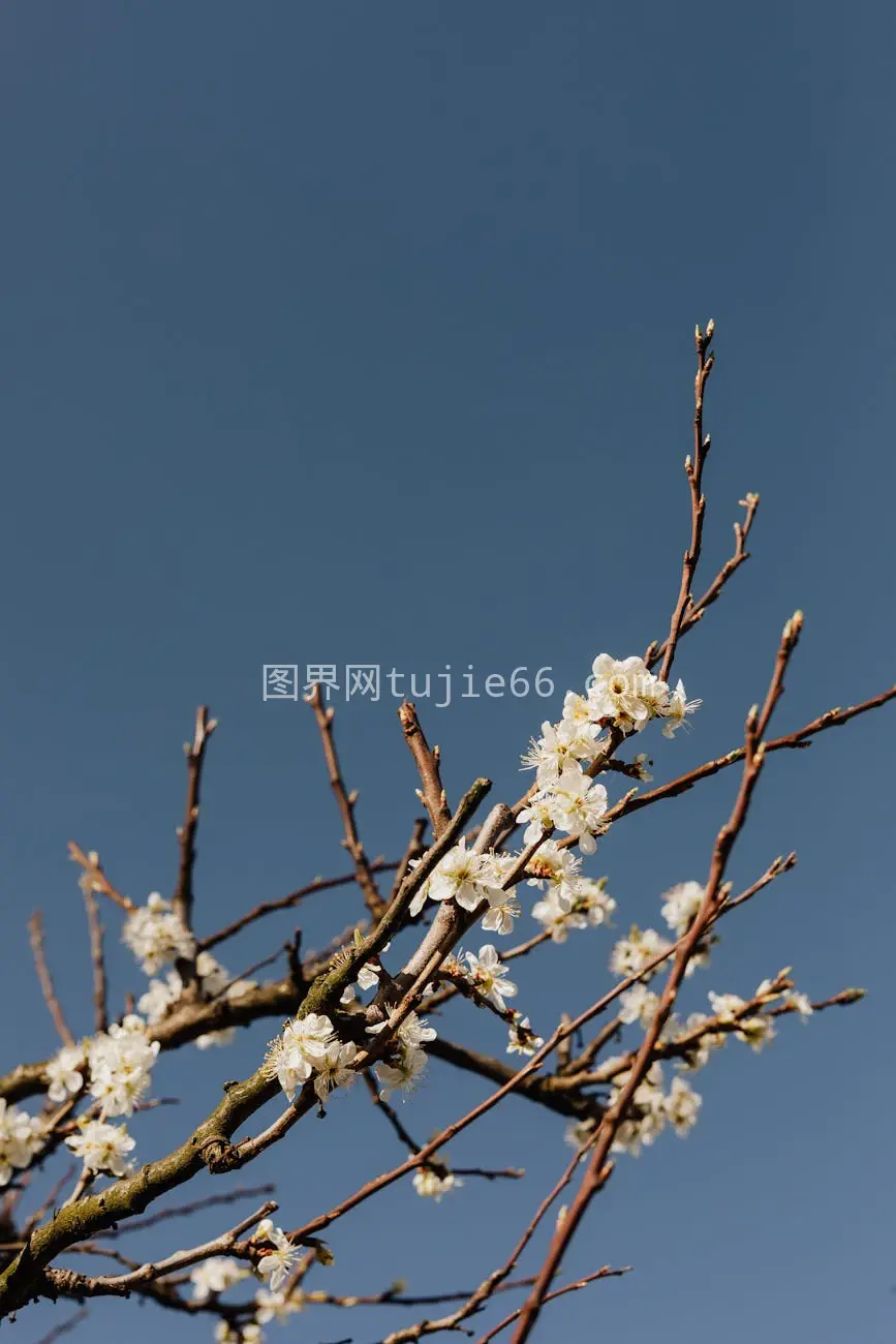 春日杏花枝头望蓝天图片