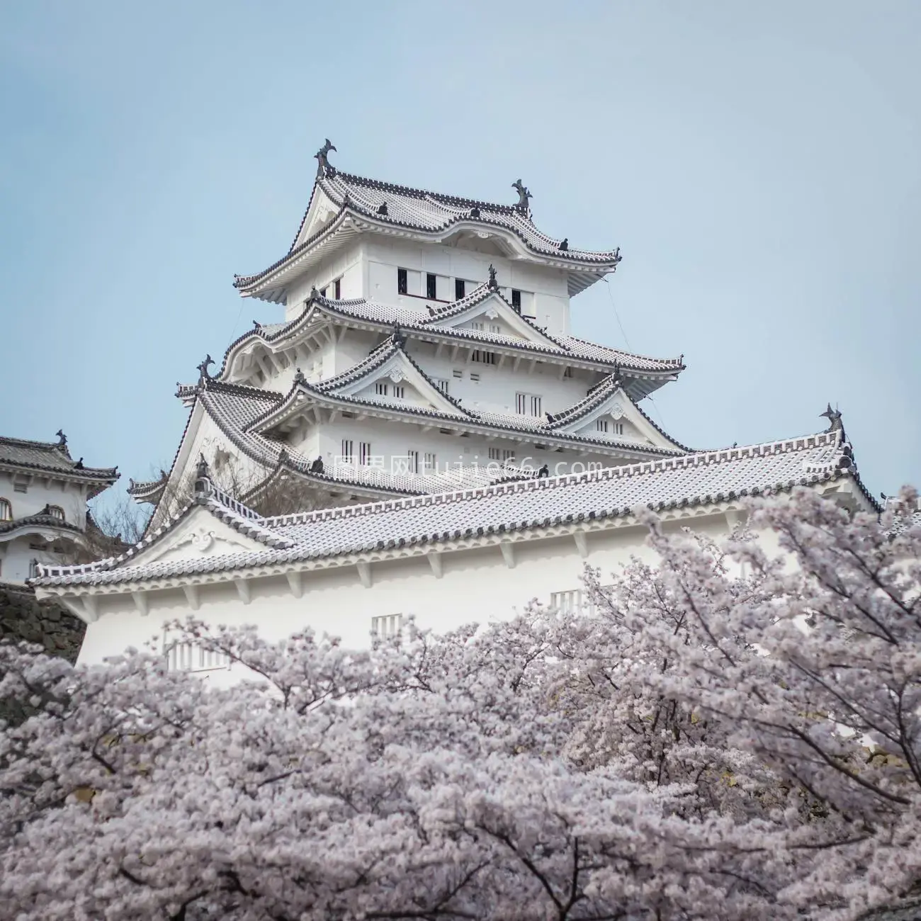 日本姬路城春樱盛景图片