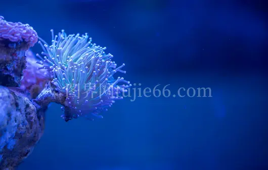 五彩海葵水下近距离捕捉