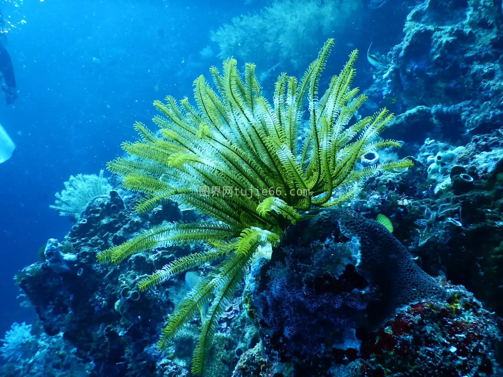 海底美景 海洋生物 珊瑚礁 海葵图片