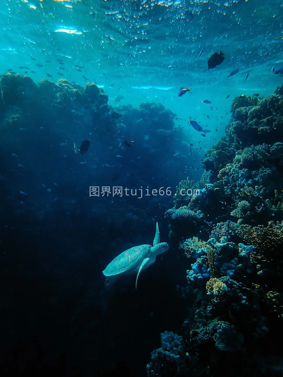 海龟珊瑚宁静海景图片