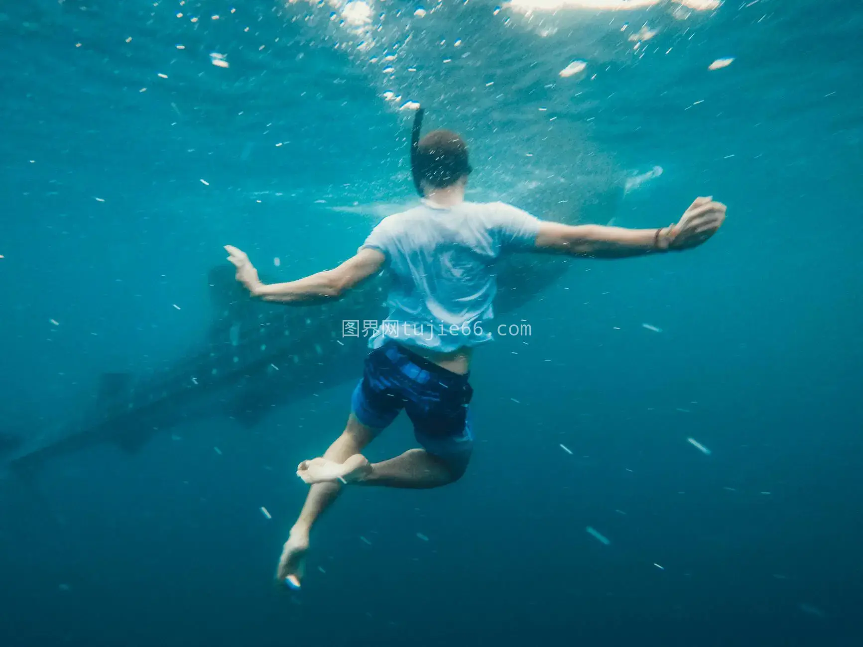 神秘潜水者氧气面罩下海底探险遇巨鱼
