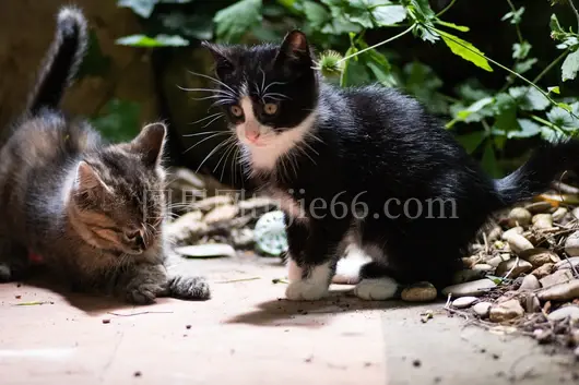 小猫植物间嬉戏景致