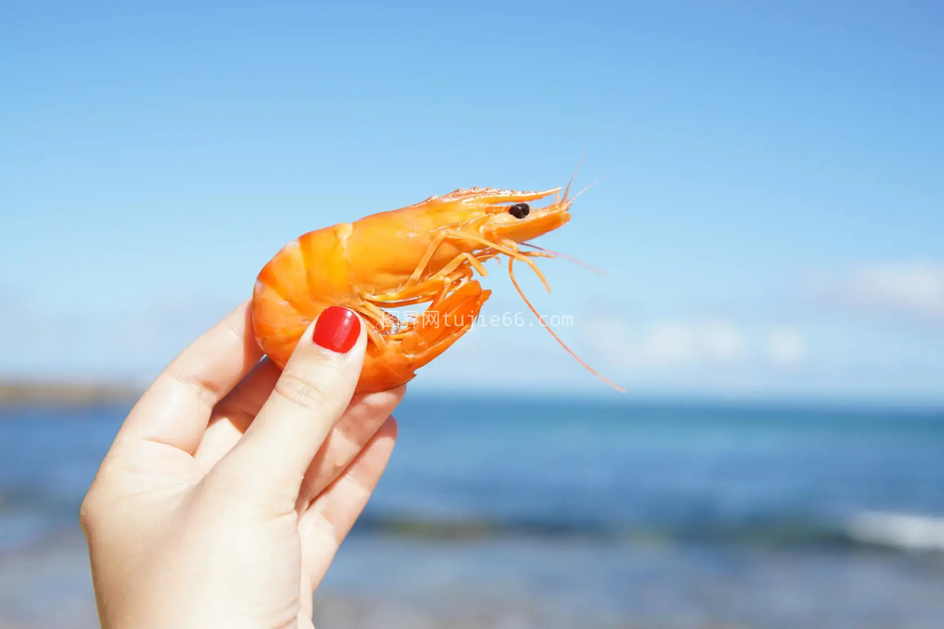 手握橙虾蔚蓝海景特写图片