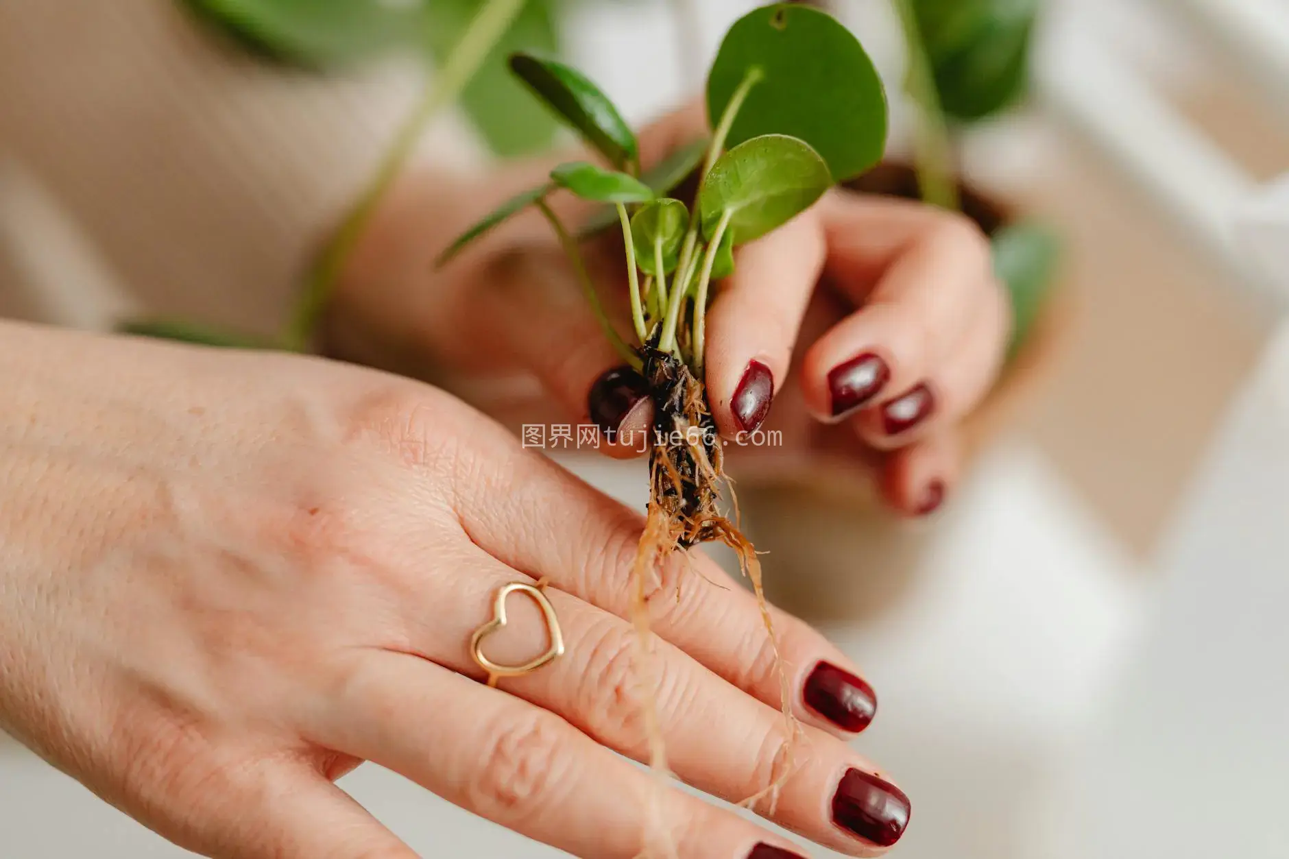 特写红指甲种植幼苗显心形戒指图片